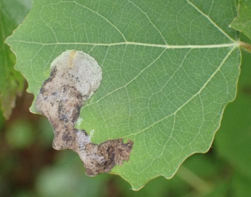 Réf. 335 787 : Agromyza albitarsis